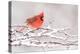 Male Northern cardinal in breeding plumage, New York, USA-Marie Read-Premier Image Canvas