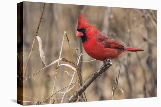 Male northern cardinal in winter, Cardinals cardinals, Kentucky-Adam Jones-Premier Image Canvas