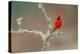 Male Northern Cardinal. Rio Grande Valley, Texas-Adam Jones-Premier Image Canvas
