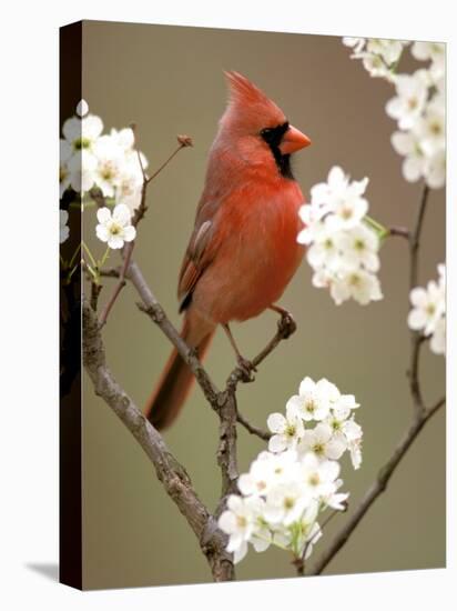 Male Northern Cardinal-Adam Jones-Premier Image Canvas