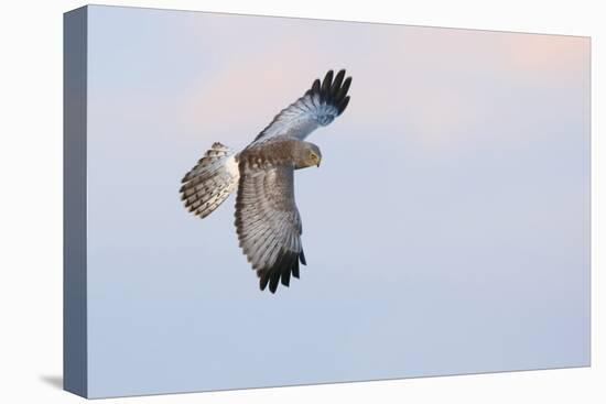 Male Northern Harrier Hawk-Ken Archer-Premier Image Canvas