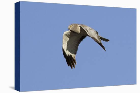 Male Northern Harrier in Flight-Hal Beral-Premier Image Canvas