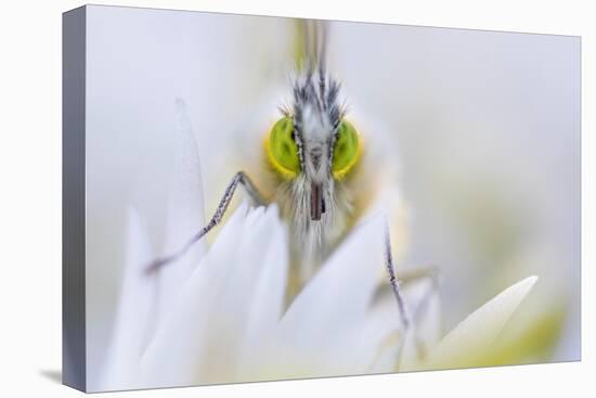 Male Orange tip butterfly on Wild garlic flower, Derbyshire, UK-Alex Hyde-Premier Image Canvas