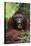 Male Orangutan Baring His Teeth-DLILLC-Premier Image Canvas