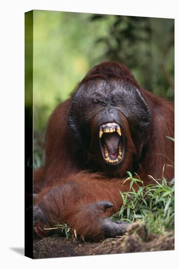 Male Orangutan Baring His Teeth-DLILLC-Premier Image Canvas