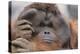 Male Orangutan-DLILLC-Premier Image Canvas