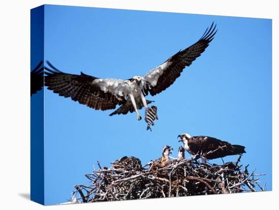 Male Osprey Landing at Nest with Fish, Sanibel Island, Florida, USA-Charles Sleicher-Premier Image Canvas