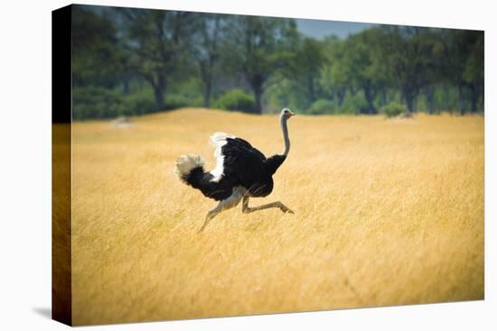 Male Ostrich Running in Dry Grass Trees in Background Botswana Africa-Sheila Haddad-Premier Image Canvas