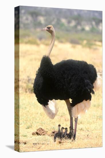 Male Ostrich (Struthio Camelus) Protecting Chicks From The Sun With Its Wings-Eric Baccega-Premier Image Canvas