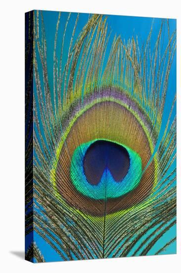 Male Peacock Display Tail Feathers-Darrell Gulin-Premier Image Canvas