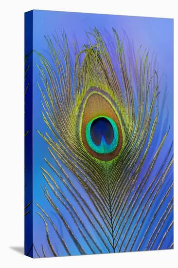 Male Peacock Display Tail Feathers-Darrell Gulin-Premier Image Canvas