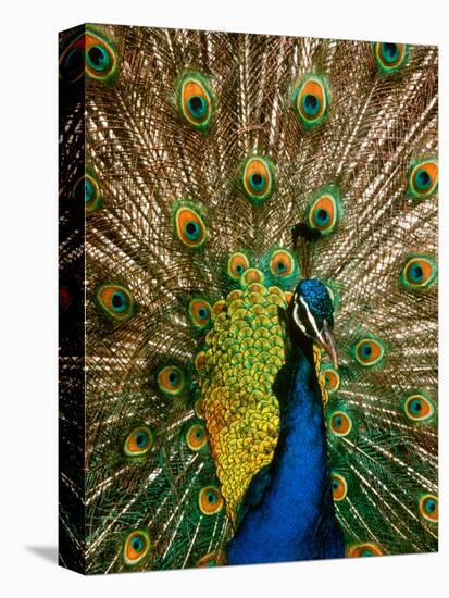 Male Peacock Indian Peofowl Pavo Cristatus Displaying Tail Feathers-null-Premier Image Canvas