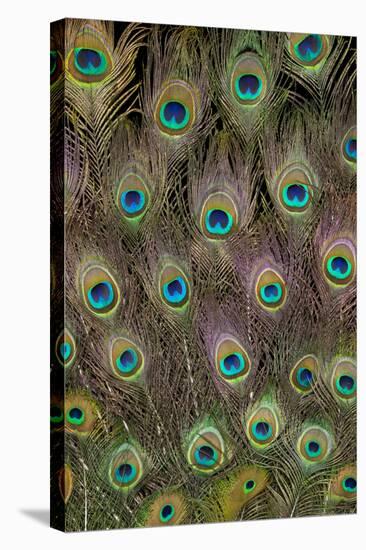 Male Peacock Tail Feathers-Darrell Gulin-Premier Image Canvas