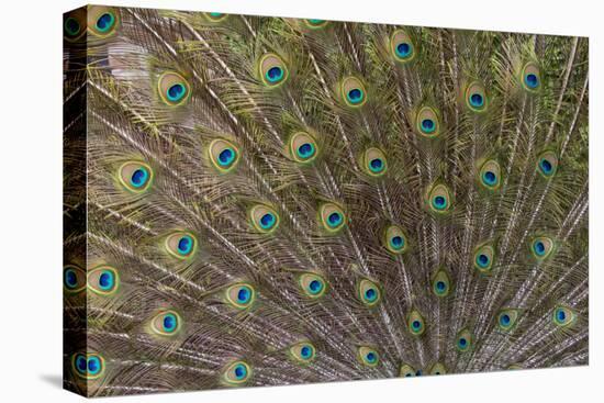 Male Peacock with fanned out tail, South Carolina-Darrell Gulin-Premier Image Canvas