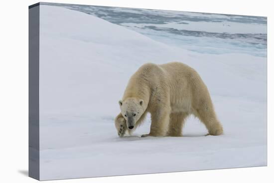 Male Polar bear (Ursus maritimus) walking on pack ice, Svalbard Archipelago, Barents Sea, Arctic, N-G&M Therin-Weise-Premier Image Canvas