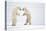 Male Polar bears standing on hind legs, Churchill, Canada-Danny Green-Premier Image Canvas