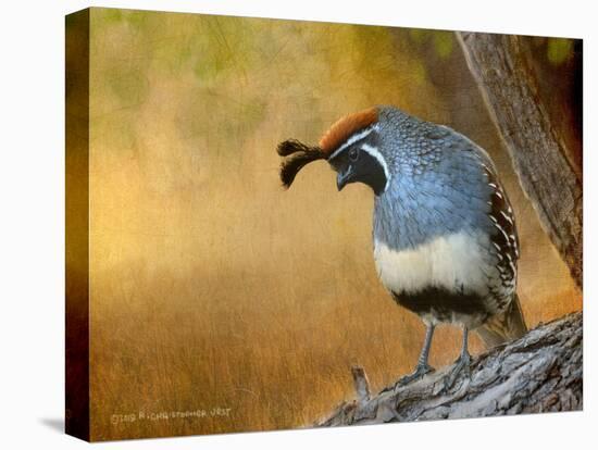 Male Quail-Chris Vest-Stretched Canvas