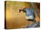 Male Quail-Chris Vest-Stretched Canvas