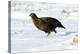 Male Red Grouse In Snow-Duncan Shaw-Premier Image Canvas