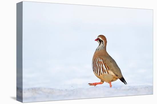 Male Red-legged partridge walking over snow, Scotland-Laurie Campbell-Premier Image Canvas