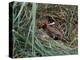 Male Reed Bunting at a Nest-CM Dixon-Premier Image Canvas