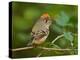 Male Ruby-Crowned Kinglet-Adam Jones-Premier Image Canvas