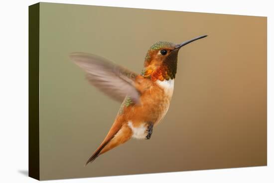 Male Rufous hummingbird-Ken Archer-Premier Image Canvas