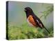 Male Rufous-Sided Towhee-Adam Jones-Premier Image Canvas