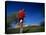 Male Runner Out for a Fitness Run, New York, New York, USA-Chris Trotman-Premier Image Canvas