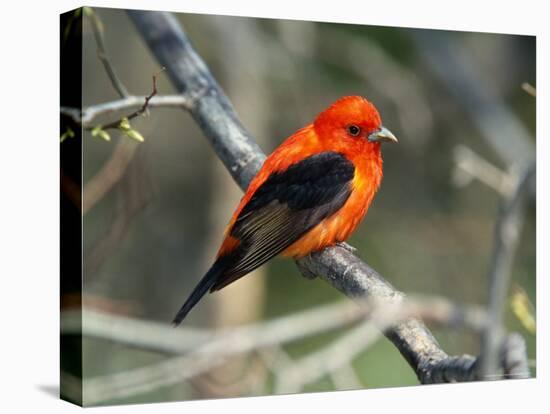 Male Scarlet Tanager-Adam Jones-Premier Image Canvas