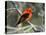 Male Scarlet Tanager-Adam Jones-Premier Image Canvas