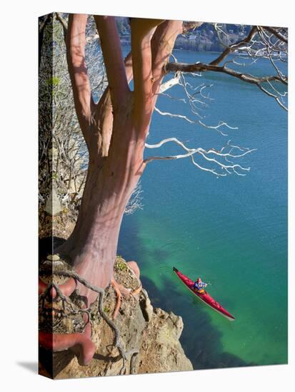 Male Sea Kayaker Paddling Under Madrona Tree (Arbutus Menziesii) in Chuckanut Bay, Washington, USA-Gary Luhm-Premier Image Canvas