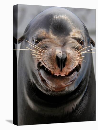 Male Sea Lion Performs 'smiling' During a Show at Kamogawa Sea Wolrd in Kamogawa, Japan-null-Premier Image Canvas