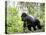 Male Silverback Mountain Gorilla Knuckle Walking, Volcanoes National Park, Rwanda, Africa-Eric Baccega-Premier Image Canvas