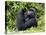 Male Silverback Mountain Gorilla Looking Up, Volcanoes National Park, Rwanda, Africa-Eric Baccega-Premier Image Canvas