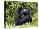 Male Silverback Mountain Gorilla Looking Up, Volcanoes National Park, Rwanda, Africa-Eric Baccega-Premier Image Canvas