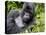 Male Silverback Mountain Gorilla Resting, Volcanoes National Park, Rwanda, Africa-Eric Baccega-Premier Image Canvas