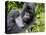 Male Silverback Mountain Gorilla Resting, Volcanoes National Park, Rwanda, Africa-Eric Baccega-Premier Image Canvas