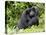 Male Silverback Mountain Gorilla Scratching Face, Volcanoes National Park, Rwanda, Africa-Eric Baccega-Premier Image Canvas