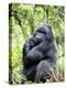 Male Silverback Mountain Gorilla Sitting, Volcanoes National Park, Rwanda, Africa-Eric Baccega-Premier Image Canvas