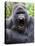 Male Silverback Mountain Gorilla Yawning, Volcanoes National Park, Rwanda, Africa-Eric Baccega-Premier Image Canvas