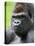 Male Silverback Western Lowland Gorilla Head Portrait, France-Eric Baccega-Premier Image Canvas