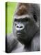 Male Silverback Western Lowland Gorilla Head Portrait, France-Eric Baccega-Premier Image Canvas