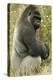 Male Silverback Western Lowland Gorilla Sitting Portrait (Gorilla Gorilla Gorilla) Uk-T^j^ Rich-Premier Image Canvas