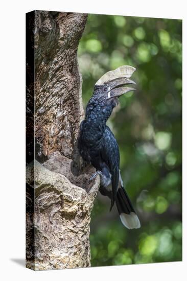 Male Silvery-Cheeked Hornbill at its Nest, Lake Manyara NP, Tanzania-James Heupel-Premier Image Canvas