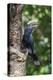 Male Silvery-Cheeked Hornbill at its Nest, Lake Manyara NP, Tanzania-James Heupel-Premier Image Canvas