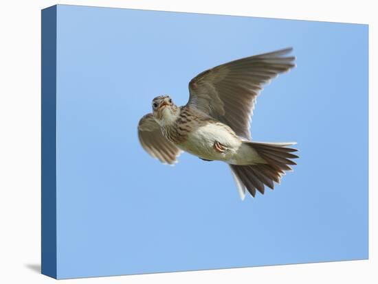 Male Skylark (Alauda Arvensis) in Flight, Singing, Denmark Farm, Lampeter, Ceredigion, Wales, UK-Richard Steel-Premier Image Canvas