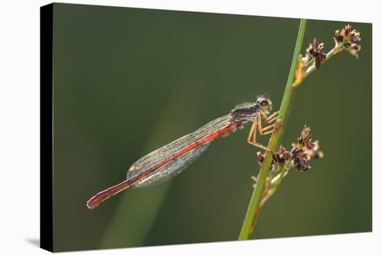 Male Small Red Damselfly (Ceriagrion Tenellum) Infested with Mites Perched on a Sedge Stem-Nick Upton-Premier Image Canvas