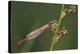 Male Small Red Damselfly (Ceriagrion Tenellum) Infested with Mites Perched on a Sedge Stem-Nick Upton-Premier Image Canvas