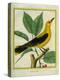 Male South American Yellow Oriole-Georges-Louis Buffon-Premier Image Canvas